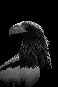 Preview wallpaper eagle, bird, bw, predator