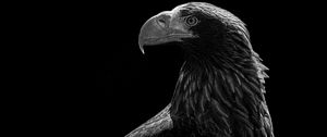 Preview wallpaper eagle, bird, bw, predator