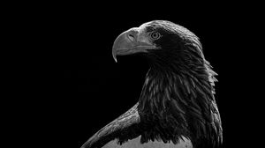 Preview wallpaper eagle, bird, bw, predator