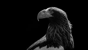 Preview wallpaper eagle, bird, bw, predator