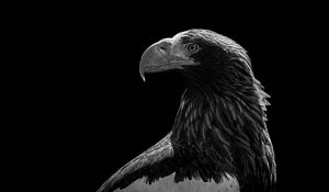 Preview wallpaper eagle, bird, bw, predator