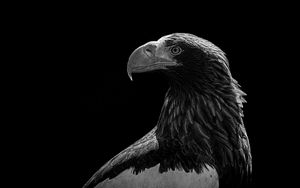 Preview wallpaper eagle, bird, bw, predator
