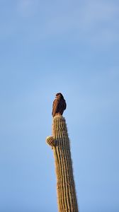 Preview wallpaper eagle, bird, cactus, wildlife