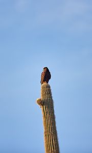 Preview wallpaper eagle, bird, cactus, wildlife