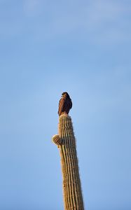 Preview wallpaper eagle, bird, cactus, wildlife