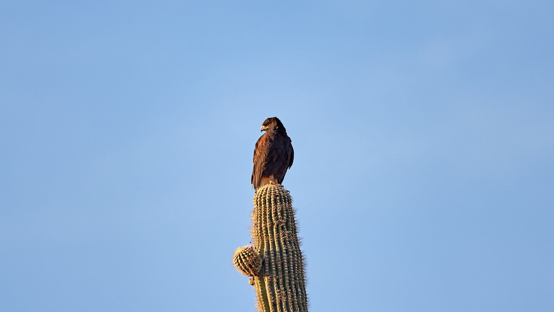 Download wallpaper 1920x1080 eagle, bird, cactus, wildlife full hd