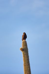 Preview wallpaper eagle, bird, cactus, wildlife