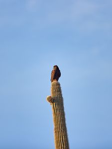 Preview wallpaper eagle, bird, cactus, wildlife