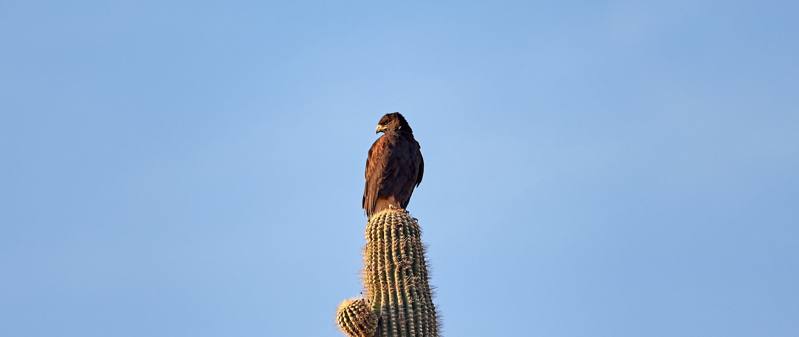 Download wallpaper 2560x1080 eagle, bird, cactus, wildlife dual wide