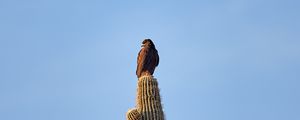 Preview wallpaper eagle, bird, cactus, wildlife