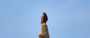 Preview wallpaper eagle, bird, cactus, wildlife