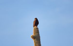 Preview wallpaper eagle, bird, cactus, wildlife