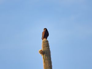 Preview wallpaper eagle, bird, cactus, wildlife