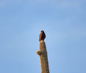 Preview wallpaper eagle, bird, cactus, wildlife