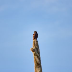 Preview wallpaper eagle, bird, cactus, wildlife