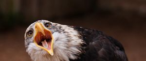 Preview wallpaper eagle, bird, call, cry, beak