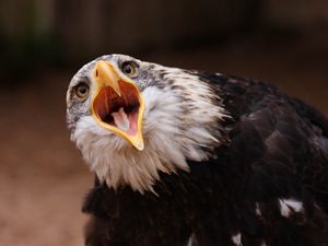 Preview wallpaper eagle, bird, call, cry, beak