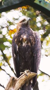 Preview wallpaper eagle, bird, claws, beak