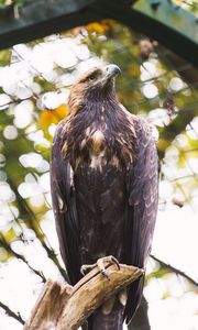 Preview wallpaper eagle, bird, claws, beak