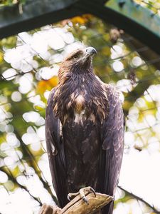 Preview wallpaper eagle, bird, claws, beak