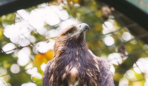 Preview wallpaper eagle, bird, claws, beak