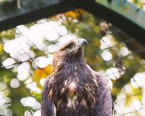 Preview wallpaper eagle, bird, claws, beak