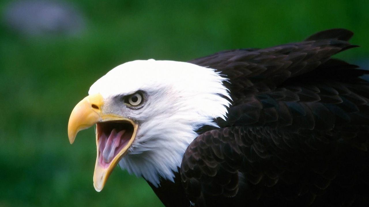 Wallpaper eagle, bird, cry, beak