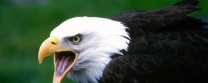 Preview wallpaper eagle, bird, cry, beak