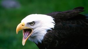 Preview wallpaper eagle, bird, cry, beak