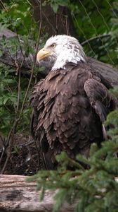 Preview wallpaper eagle, bird, feathers, grass, predator