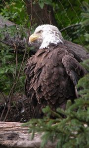 Preview wallpaper eagle, bird, feathers, grass, predator