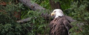 Preview wallpaper eagle, bird, feathers, grass, predator