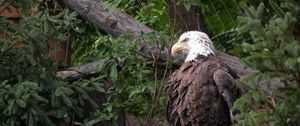 Preview wallpaper eagle, bird, feathers, grass, predator