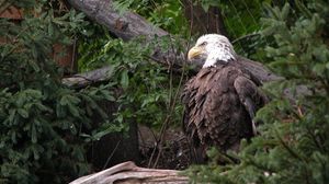 Preview wallpaper eagle, bird, feathers, grass, predator