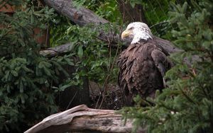 Preview wallpaper eagle, bird, feathers, grass, predator