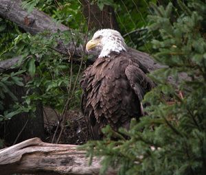 Preview wallpaper eagle, bird, feathers, grass, predator