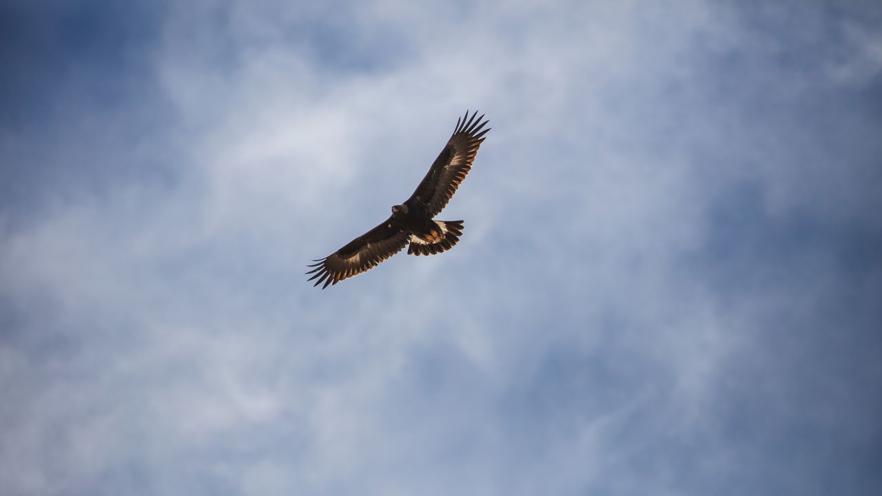 Wallpaper eagle, bird, flight, wings, sky