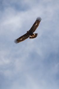 Preview wallpaper eagle, bird, flight, wings, sky