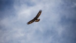 Preview wallpaper eagle, bird, flight, wings, sky