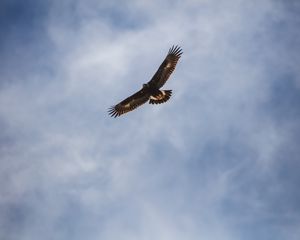 Preview wallpaper eagle, bird, flight, wings, sky