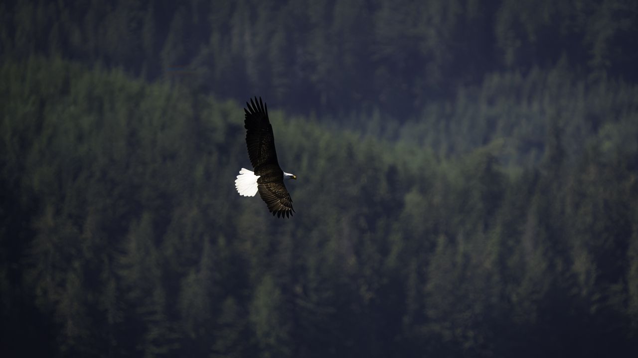 Wallpaper eagle, bird, flight, forest, wildlife