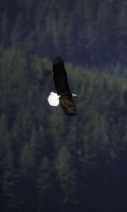 Preview wallpaper eagle, bird, flight, forest, wildlife