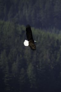 Preview wallpaper eagle, bird, flight, forest, wildlife