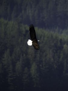Preview wallpaper eagle, bird, flight, forest, wildlife