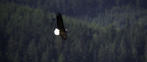 Preview wallpaper eagle, bird, flight, forest, wildlife