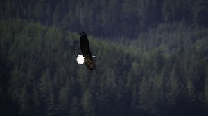 Preview wallpaper eagle, bird, flight, forest, wildlife