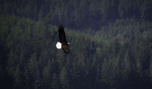 Preview wallpaper eagle, bird, flight, forest, wildlife