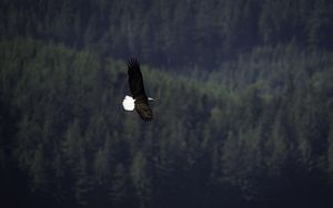 Preview wallpaper eagle, bird, flight, forest, wildlife