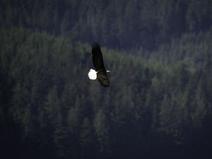 Preview wallpaper eagle, bird, flight, forest, wildlife