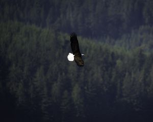 Preview wallpaper eagle, bird, flight, forest, wildlife